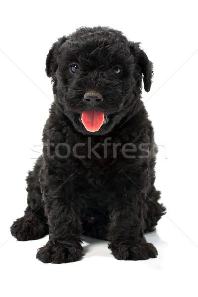 Mały węgierski psa Europie przyjaciela refleksji Zdjęcia stock © Fesus