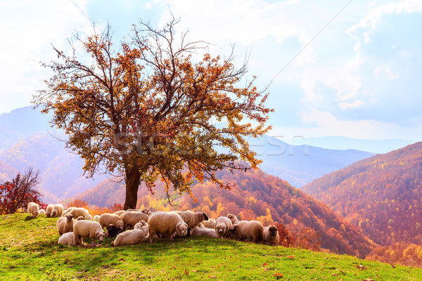 Sheep under the tree and dramatic sky Stock photo © Fesus