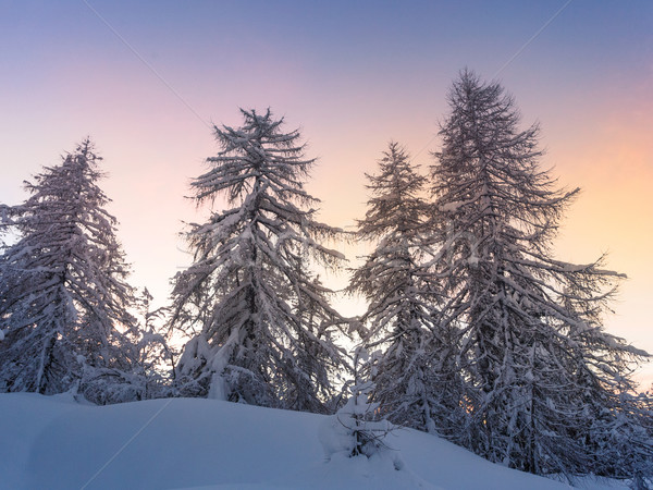 Hermosa invierno paisaje nieve cubierto árboles Foto stock © Fesus