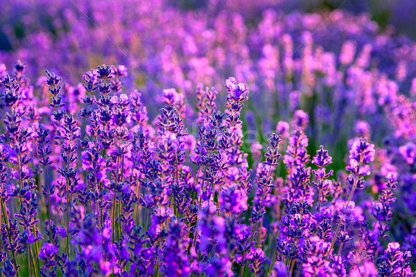 Lavender field in Tihany, Hungary Stock photo © Fesus