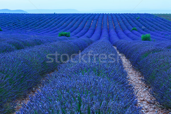 Stock photo: Lavender fields at sunset near Valensole