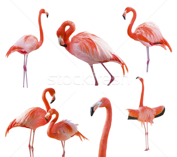 Collection of Flamingos Isolated on White Stock photo © feverpitch