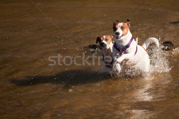 Playful Jack Russell Terrier Dogs Playing in the Water Stock photo © feverpitch