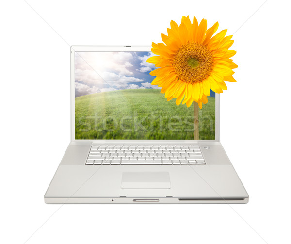 Foto stock: Prata · computador · laptop · isolado · girassol · amarelo