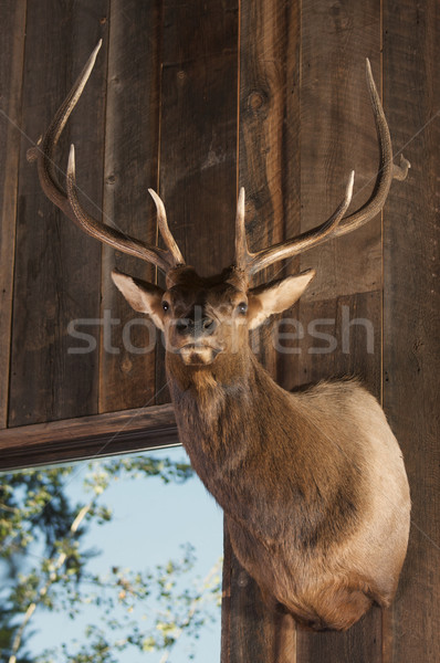 Mounted Stag Head Stock photo © feverpitch