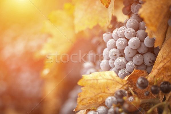 Lush, Ripe Wine Grapes with Mist Drops on the Vine Stock photo © feverpitch