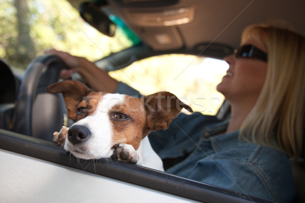 Jack Russell Terrier Enjoying a Car Ride Stock photo © feverpitch