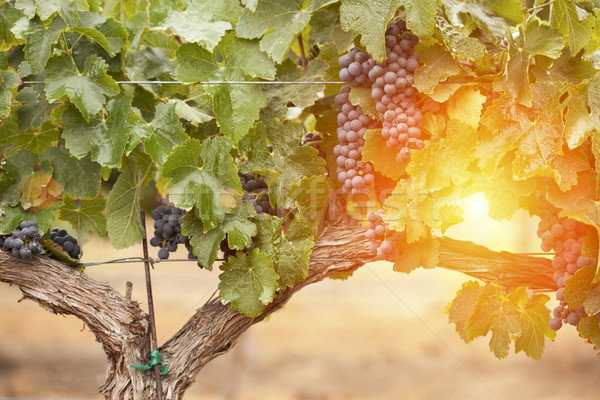 Luxuriante maduro vinho uvas videira pronto Foto stock © feverpitch