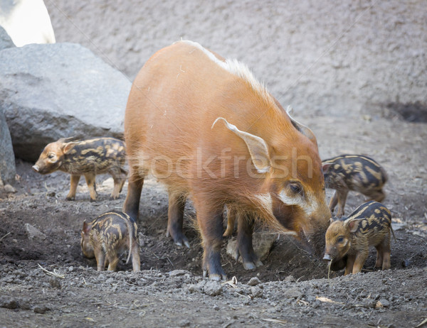 поросенок матери грязи ребенка счастливым природы Сток-фото © feverpitch