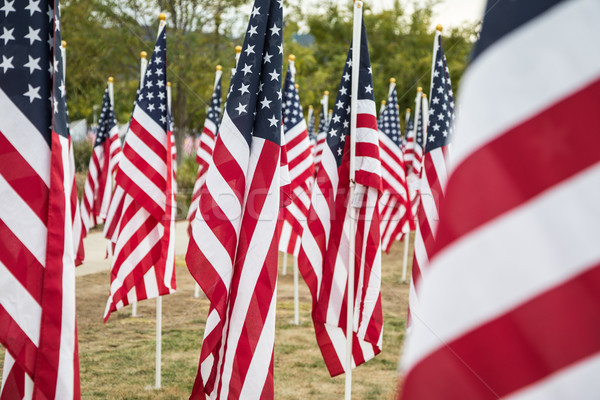 Mező nap amerikai zászlók integet szellő Stock fotó © feverpitch