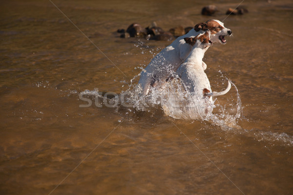 Playful Jack Russell Terrier Dogs Playing in the Water Stock photo © feverpitch