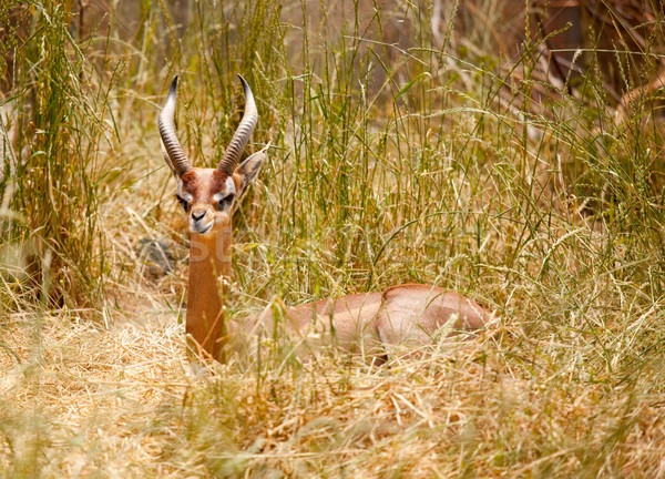 Bella riposo gazzella alto erba natura Foto d'archivio © feverpitch