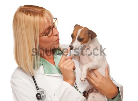 Stock photo: Attractive Female Doctor Veterinarian with Small Puppy