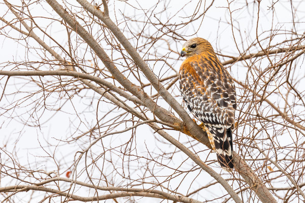 California Red Hawk Watching From the Tree. Stock photo © feverpitch