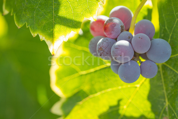 ストックフォト: 畑 · 豊かな · ワイン · ブドウ · つる