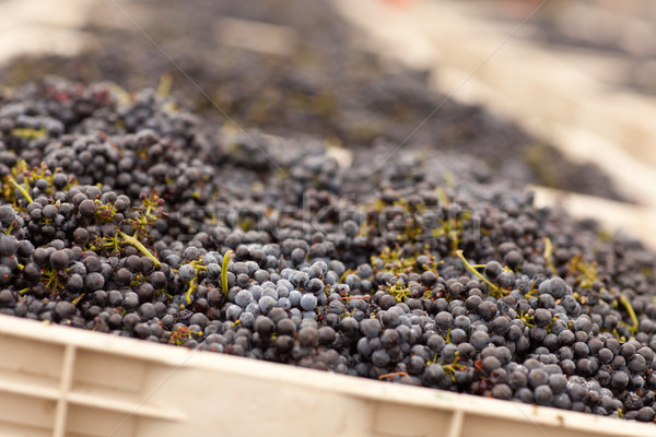 Harvested Red Wine Grapes in Crates Stock photo © feverpitch