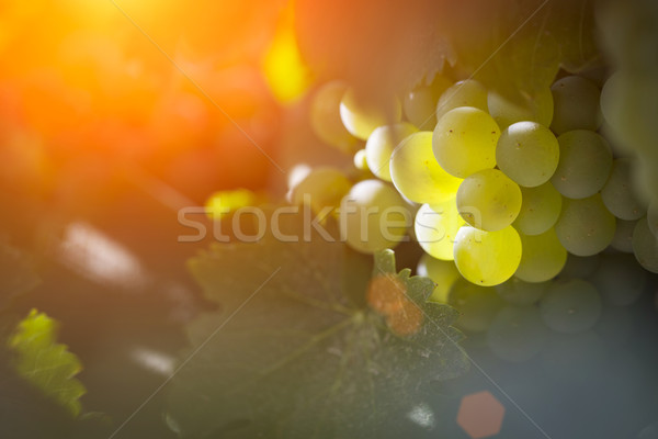 Foto stock: Luxuriante · branco · uva · vinha · tarde · sol