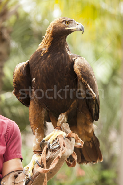 California Golden Eagle and Handler Stock photo © feverpitch