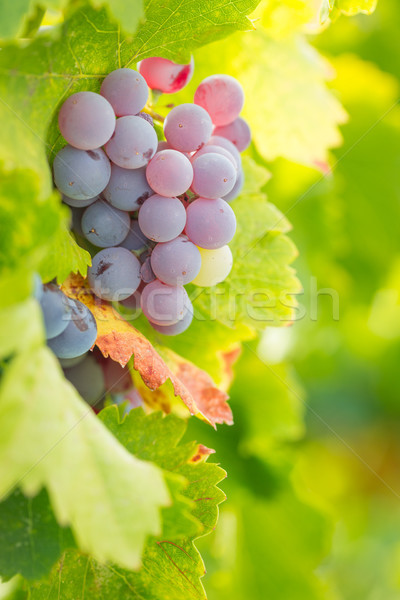 Vineyard with Lush, Ripe Wine Grapes on the Vine Ready for Harve Stock photo © feverpitch