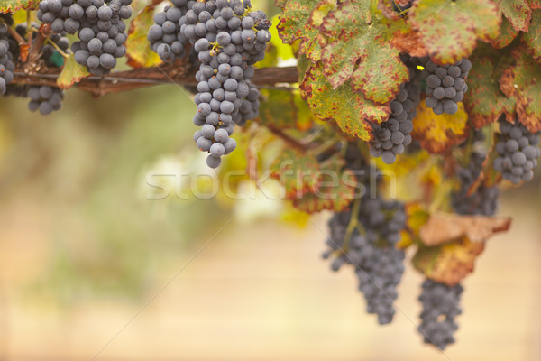 Beautiful Lush Grape Vineyard in The Morning Sun and Mist Stock photo © feverpitch