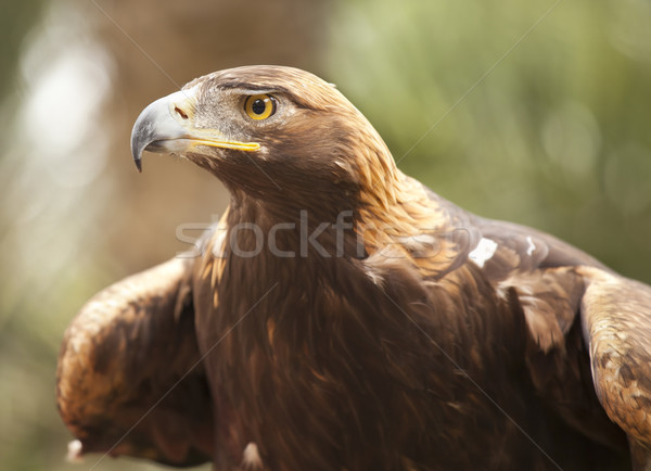 California Golden Eagle Stock photo © feverpitch