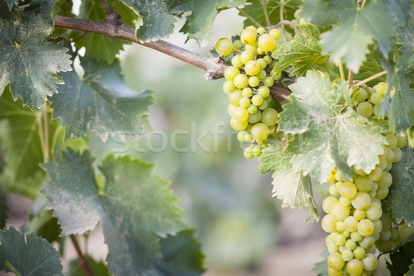 Lussureggiante bianco uva vigneto mattina sole Foto d'archivio © feverpitch