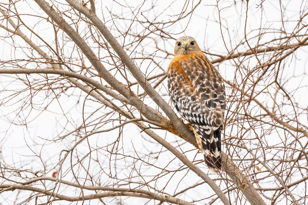 California Red Hawk Watching From the Tree. Stock photo © feverpitch