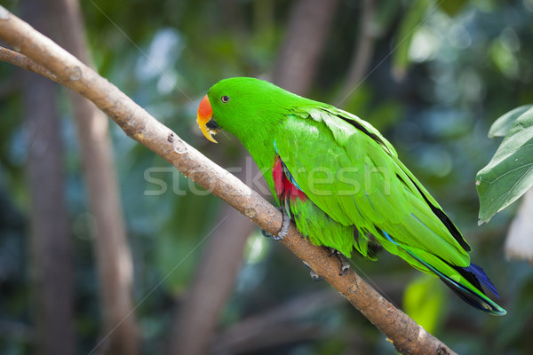Männlich Papagei Ast grünen Porträt Stock foto © feverpitch
