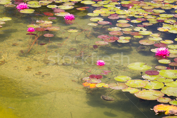 Сток-фото: красивой · розовый · Lotus · цветы · Лилия · пруд