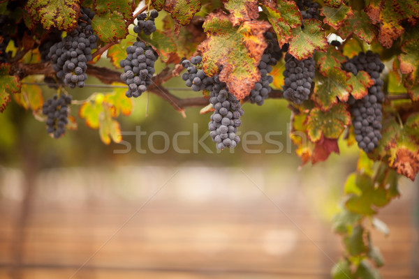 üppigen voll Wein Trauben Reben bereit Stock foto © feverpitch