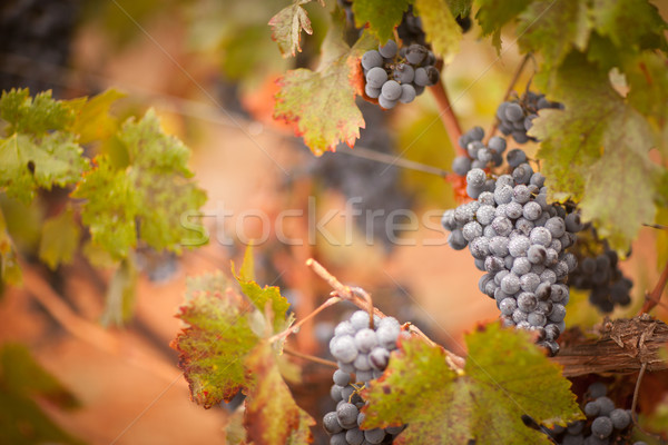 Lussureggiante maturo vino uve nebbia gocce Foto d'archivio © feverpitch