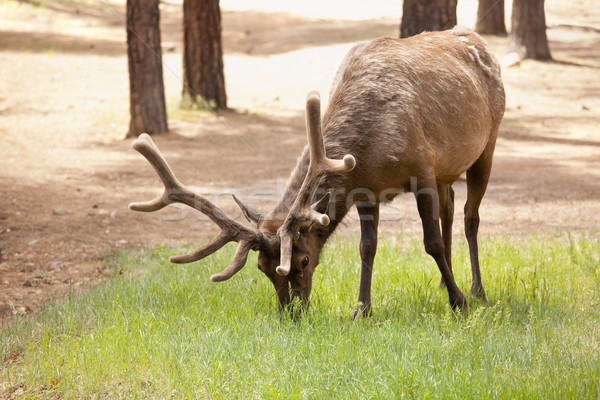 Beautiful Elk with New Antlers Grazing Stock photo © feverpitch