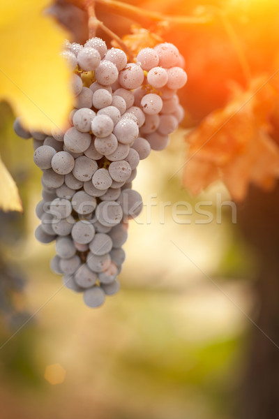 Stock photo: Beautiful Lush Grape Vineyard in The Morning Sun and Mist