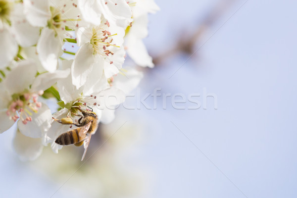 Honingbij oogst stuifmeel boom bloem Stockfoto © feverpitch