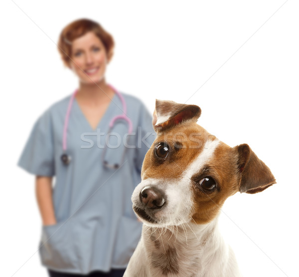 Jack russell terrier femeie medicul veterinar in spatele adorabil izolat Imagine de stoc © feverpitch