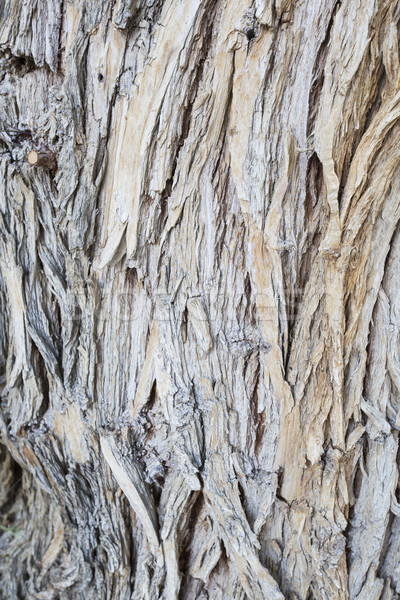 Aged Wood Texture on Old Tree Stock photo © feverpitch