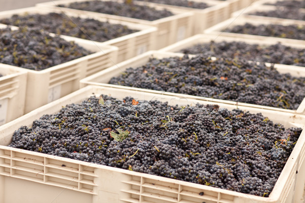 Stock photo: Harvested Red Wine Grapes in Crates