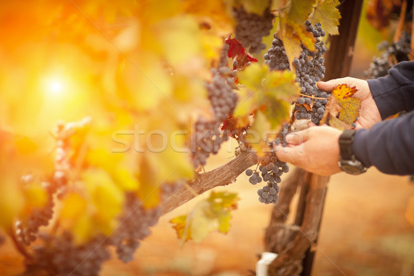 Farmer Inspecting His Ripe Wine Grapes Stock photo © feverpitch