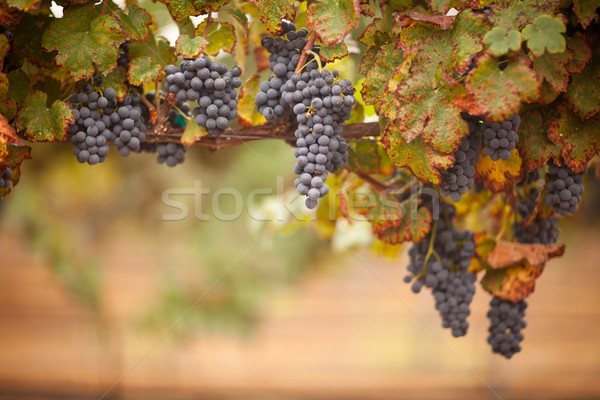 青蔥的 成熟 酒 葡萄 藤 準備 商業照片 © feverpitch