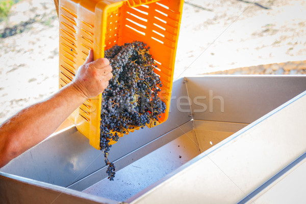 Vintner Dumps Crate of Freshly Picked Grapes Into Processing Mac Stock photo © feverpitch