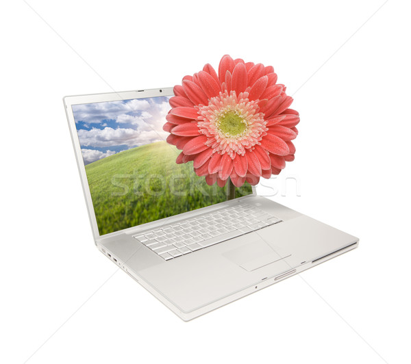 Foto stock: Prata · computador · laptop · isolado · margarida · monitor