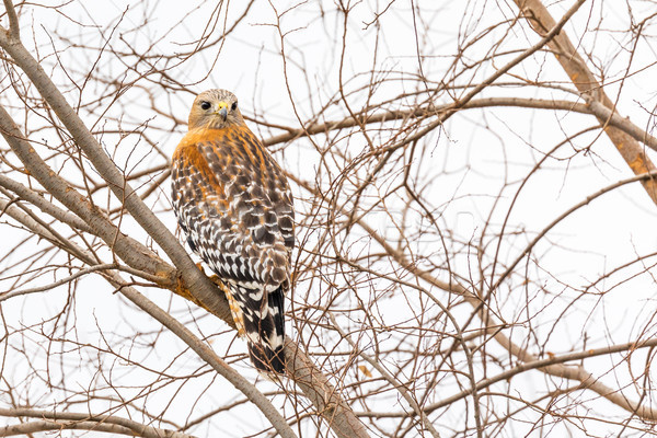California Red Hawk Watching From the Tree. Stock photo © feverpitch