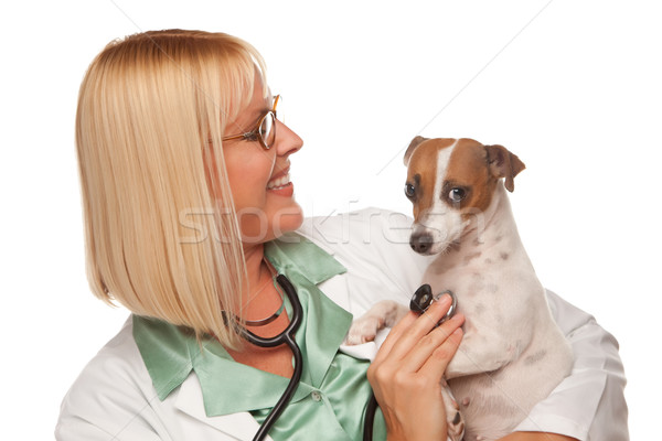 Attractive Female Doctor Veterinarian with Small Puppy Stock photo © feverpitch