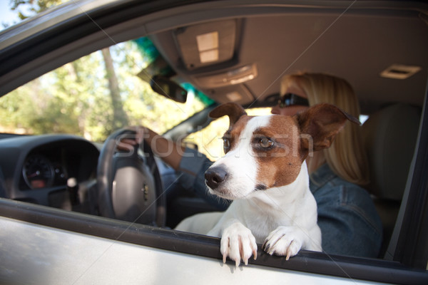 Jack russell terrier araba köpek kadın tatil Stok fotoğraf © feverpitch