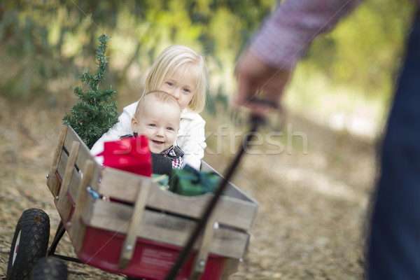 Baby Brother and Sister Pulled in Wagon with Christmas Tree Stock photo © feverpitch