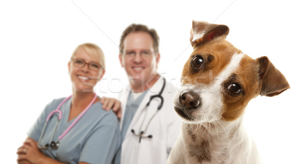 Jack Russell Terrier and Veterinarians Behind Stock photo © feverpitch