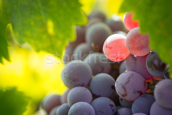 Vineyard with Lush, Ripe Wine Grapes on the Vine Ready for Harve Stock photo © feverpitch