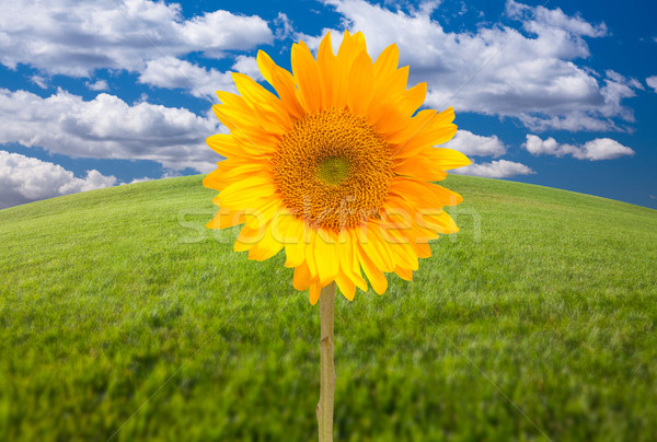 Beautiful Sunflower Over Grass Field Stock photo © feverpitch