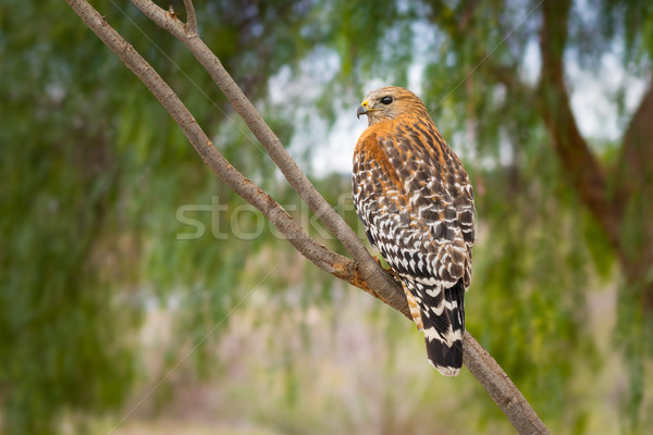 California Red Hawk Watching From the Tree. Stock photo © feverpitch