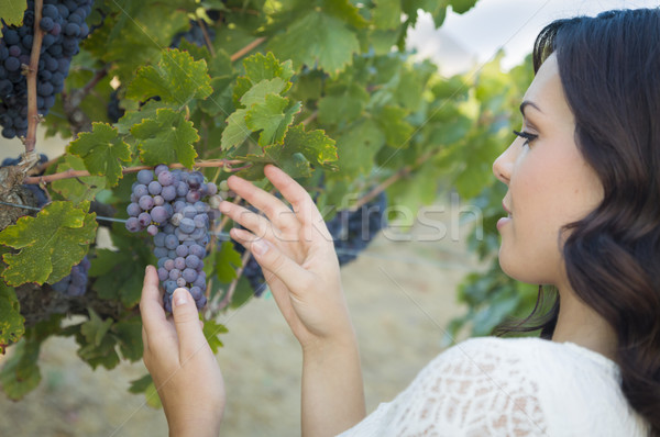 Young Adult Woman Enjoying The Wine Grapes in The Vineyard Stock photo © feverpitch